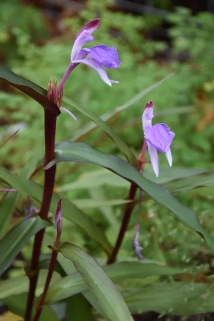 Roscoea purpurea 'Spice Island' (Hardy Alpine Ginger)
